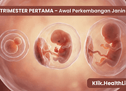 Trimester Pertama – Awal Perkembangan Janin