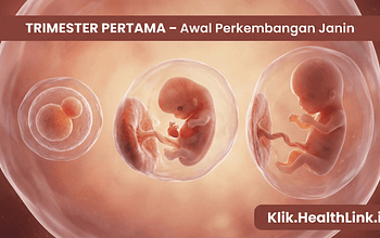 Trimester Pertama – Awal Perkembangan Janin